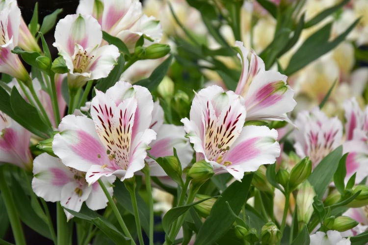 Alstroemeria 'Fougere', Peruvian Lily 'Fougere', Lily of the Inca 'Fougere', Parrot Lily 'Fougere', Alstroemeria Garden Series, White Lily, White Peruvian Lily, White Alstroemeria, Lily flower, Lily Flower
