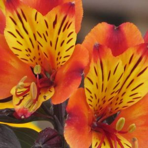 Alstroemeria 'Indian Summer', Peruvian Lily 'Indian Summer', Lily of the Inca 'Indian Summer', Parrot Lily 'Indian Summer', Orange Lily, Orange Peruvian Lily, Orange Alstroemeria, Lily flower, Lily Flower