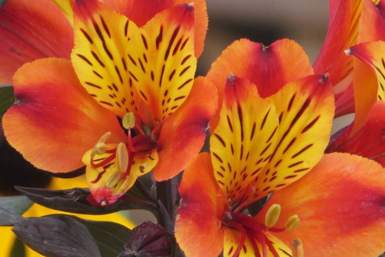 Alstroemeria 'Indian Summer', Peruvian Lily 'Indian Summer', Lily of the Inca 'Indian Summer', Parrot Lily 'Indian Summer', Orange Lily, Orange Peruvian Lily, Orange Alstroemeria, Lily flower, Lily Flower