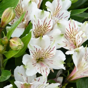 Alstroemeria 'Antarctica', Peruvian Lily 'Antarctica', Lily of the Inca 'Antarctica', Parrot Lily 'Antarctica', Alstroemeria 'Tesantara', White Lily, White Peruvian Lily, White Alstroemeria, Lily flower, Lily Flower