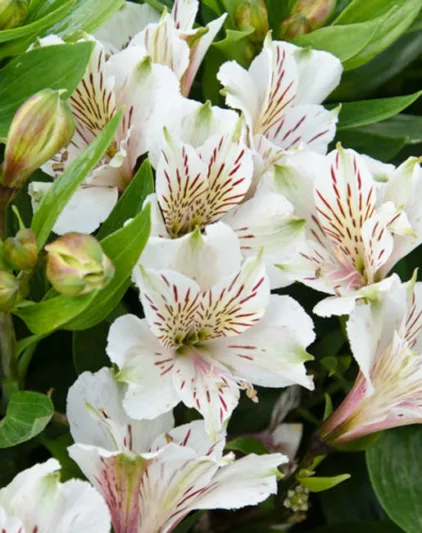 Alstroemeria 'Antarctica', Peruvian Lily 'Antarctica', Lily of the Inca 'Antarctica', Parrot Lily 'Antarctica', Alstroemeria 'Tesantara', White Lily, White Peruvian Lily, White Alstroemeria, Lily flower, Lily Flower