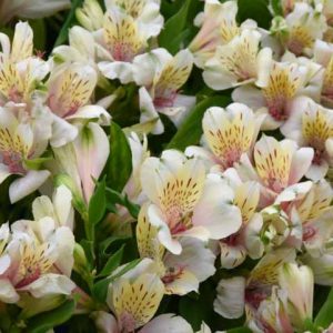 Alstroemeria 'Magic White', Peruvian Lily 'Magic White', Lily of the Inca 'Magic White', Parrot Lily 'Magic White', Alstroemeria 'Tesmaghwi', White Lily, White Peruvian Lily, White Alstroemeria, Lily flower, Lily Flower