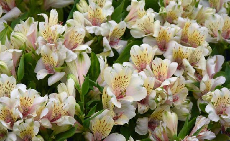 Alstroemeria 'Magic White', Peruvian Lily 'Magic White', Lily of the Inca 'Magic White', Parrot Lily 'Magic White', Alstroemeria 'Tesmaghwi', White Lily, White Peruvian Lily, White Alstroemeria, Lily flower, Lily Flower