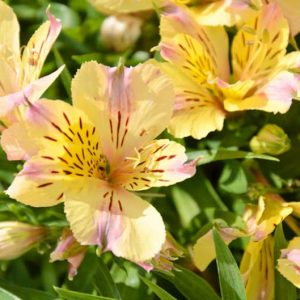 Alstroemeria 'Sunlight', Peruvian Lily 'Sunlight', Lily of the Inca 'Sunlight', Parrot Lily 'Sunlight', Alstroemeria 'Tessunlight', Yellow Lily, Yellow Peruvian Lily, Yellow Alstroemeria, Lily flower, Lily Flower