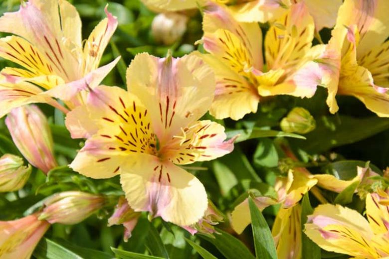 Alstroemeria 'Sunlight', Peruvian Lily 'Sunlight', Lily of the Inca 'Sunlight', Parrot Lily 'Sunlight', Alstroemeria 'Tessunlight', Yellow Lily, Yellow Peruvian Lily, Yellow Alstroemeria, Lily flower, Lily Flower