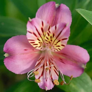 Alstroemeria 'Mauve Majesty', Peruvian Lily 'Mauve Majesty', Lily of the Inca 'Mauve Majesty', Parrot Lily 'Mauve Majesty', Pink Lily, Pink Peruvian Lily, Pink Alstroemeria, Lily flower, Lily Flower