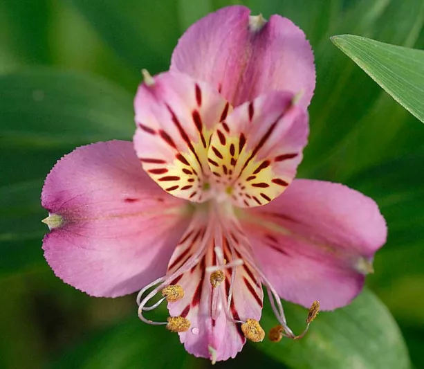 Alstroemeria 'Mauve Majesty', Peruvian Lily 'Mauve Majesty', Lily of the Inca 'Mauve Majesty', Parrot Lily 'Mauve Majesty', Pink Lily, Pink Peruvian Lily, Pink Alstroemeria, Lily flower, Lily Flower