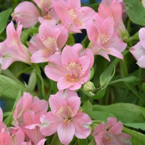 Alstroemeria 'Prima Donna', Peruvian Lily 'Prima Donna', Lily of the Inca 'Prima Donna', Parrot Lily 'Prima Donna', Alstroemeria 'Garima', Pink Lily, Pink Peruvian Lily, Pink Alstroemeria, Lily flower, Lily Flower