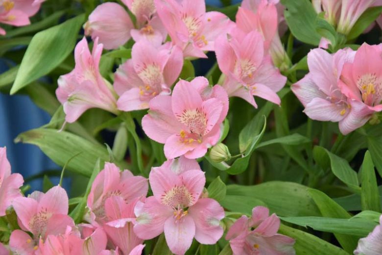 Alstroemeria 'Prima Donna', Peruvian Lily 'Prima Donna', Lily of the Inca 'Prima Donna', Parrot Lily 'Prima Donna', Alstroemeria 'Garima', Pink Lily, Pink Peruvian Lily, Pink Alstroemeria, Lily flower, Lily Flower