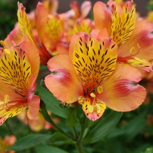 Alstroemeria 'Princess Ariane', Peruvian Lily 'Princess Ariane', Lily of the Inca 'Princess Ariane', Parrot Lily 'Princess Ariane', Alstroemeria 'Zapriari', Princess Series, Orange Lily, Orange Peruvian Lily, Orange Alstroemeria, Lily flower, Lily Flower