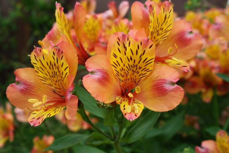 Alstroemeria 'Princess Ariane', Peruvian Lily 'Princess Ariane', Lily of the Inca 'Princess Ariane', Parrot Lily 'Princess Ariane', Alstroemeria 'Zapriari', Princess Series, Orange Lily, Orange Peruvian Lily, Orange Alstroemeria, Lily flower, Lily Flower