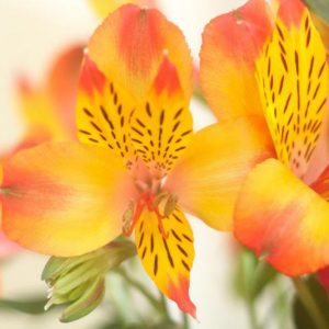 Alstroemeria 'Princess Diana', Peruvian Lily 'Princess Diana', Lily of the Inca 'Princess Diana', Parrot Lily 'Princess Diana', Alstroemeria 'Zapridapal', Princess Series, Yellow Lily, Yellow Peruvian Lily, Yellow Alstroemeria, Lily flower, Lily Flower