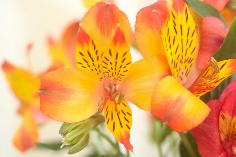 Alstroemeria 'Princess Diana', Peruvian Lily 'Princess Diana', Lily of the Inca 'Princess Diana', Parrot Lily 'Princess Diana', Alstroemeria 'Zapridapal', Princess Series, Yellow Lily, Yellow Peruvian Lily, Yellow Alstroemeria, Lily flower, Lily Flower