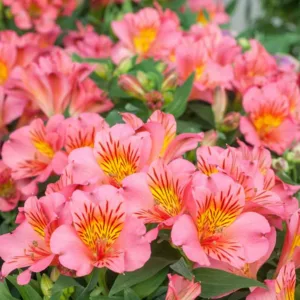 Alstroemeria 'Princess Eliane', Peruvian Lily 'Princess Eliane', Lily of the Inca 'Princess Eliane', Parrot Lily 'Princess Eliane', Alstroemeria 'Zaprielia', Princess Series, Pink Lily, Pink Peruvian Lily, Pink Alstroemeria, Lily flower, Lily Flower