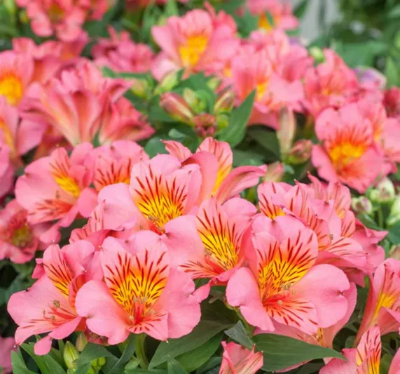 Alstroemeria 'Princess Eliane', Peruvian Lily 'Princess Eliane', Lily of the Inca 'Princess Eliane', Parrot Lily 'Princess Eliane', Alstroemeria 'Zaprielia', Princess Series, Pink Lily, Pink Peruvian Lily, Pink Alstroemeria, Lily flower, Lily Flower