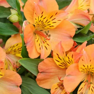 Alstroemeria 'Princess Mathilde', Peruvian Lily 'Princess Mathilde', Lily of the Inca 'Princess Mathilde', Parrot Lily 'Princess Mathilde', Alstroemeria 'Zaprimat', Orange Lily, Orange Peruvian Lily, Orange Alstroemeria, Lily flower, Lily Flower
