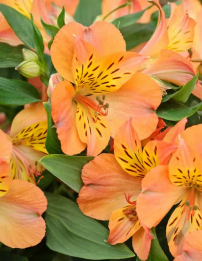 Alstroemeria 'Princess Mathilde', Peruvian Lily 'Princess Mathilde', Lily of the Inca 'Princess Mathilde', Parrot Lily 'Princess Mathilde', Alstroemeria 'Zaprimat', Orange Lily, Orange Peruvian Lily, Orange Alstroemeria, Lily flower, Lily Flower