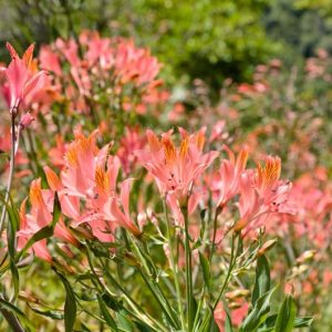 Alstroemeria ligtu hybrids, Peruvian Lily ligtu hybrids, Lily of the Inca ligtu hybrids, Parrot Lily ligtu hybrids, Orange Lily, Orange Peruvian Lily, Orange Alstroemeria, Lily flower, Lily Flower