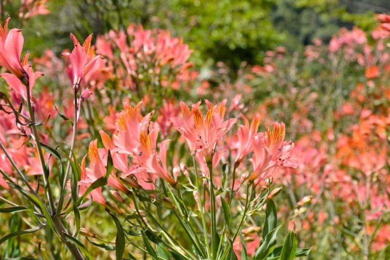 Alstroemeria ligtu hybrids, Peruvian Lily ligtu hybrids, Lily of the Inca ligtu hybrids, Parrot Lily ligtu hybrids, Orange Lily, Orange Peruvian Lily, Orange Alstroemeria, Lily flower, Lily Flower