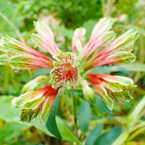 Alstroemeria psittacina, Parrot Lily, Red Lily, Bicolor Peruvian Lily, Red Alstroemeria, Lily flower, Lily Flower