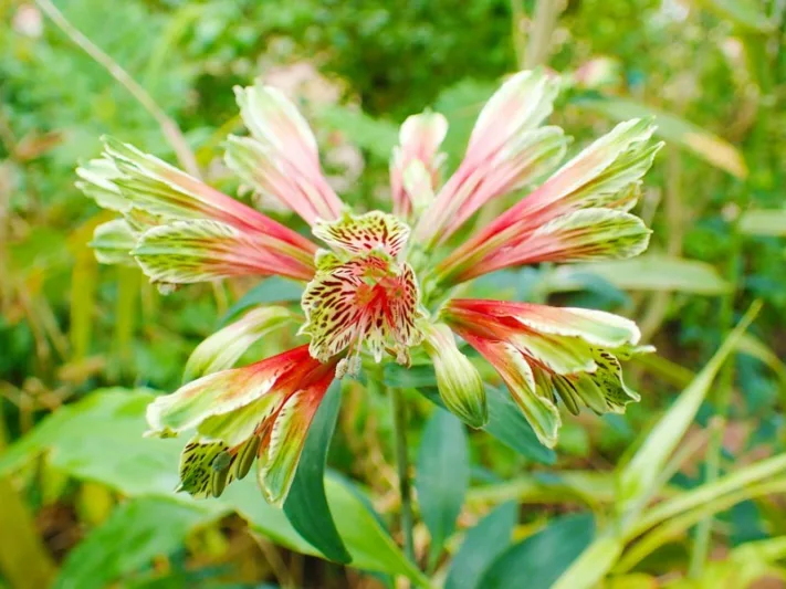 Alstroemeria psittacina, Parrot Lily, Red Lily, Bicolor Peruvian Lily, Red Alstroemeria, Lily flower, Lily Flower