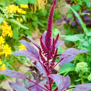 Amaranthus cruentus 'Velvet Curtains', Purple Amaranth 'Velvet Curtains', Red Amaranth 'Velvet Curtains', Prince's Feather 'Velvet Curtains', Mexican Grain Amaranth 'Velvet Curtain', Red Flowers, Purple Flowers