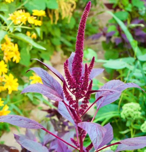 Amaranthus cruentus 'Velvet Curtains', Purple Amaranth 'Velvet Curtains', Red Amaranth 'Velvet Curtains', Prince's Feather 'Velvet Curtains', Mexican Grain Amaranth 'Velvet Curtain', Red Flowers, Purple Flowers