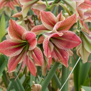 Amaryllis 'Exotic Star', Hippeastrum 'Exotic Star', Exotic Star Amaryllis, Butterfly Amaryllis, Amarylis Bulbs, Hippeastrum Bulbs, Bicolor Flowers, Bicolor Amaryllis