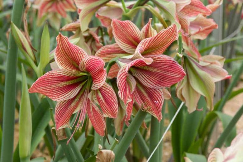 Amaryllis 'Exotic Star', Hippeastrum 'Exotic Star', Exotic Star Amaryllis, Butterfly Amaryllis, Amarylis Bulbs, Hippeastrum Bulbs, Bicolor Flowers, Bicolor Amaryllis