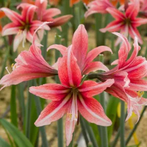 Amaryllis 'Sweet Lilian', Hippeastrum 'Sweet Lilian', Sweet Lilian Amaryllis, Butterfly Amaryllis, Amarylis Bulbs, Hippeastrum Bulbs, Pink Flowers, Pink Amaryllis