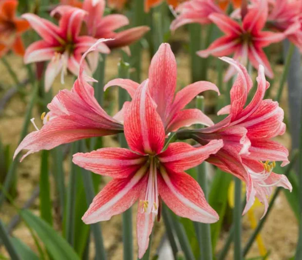 Amaryllis 'Sweet Lilian', Hippeastrum 'Sweet Lilian', Sweet Lilian Amaryllis, Butterfly Amaryllis, Amarylis Bulbs, Hippeastrum Bulbs, Pink Flowers, Pink Amaryllis
