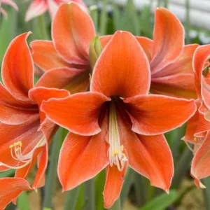 Amaryllis 'Terra Mystica', Hippeastrum 'Terra Mystica', Terra Mystica Amaryllis, Butterfly Amaryllis, Amarylis Bulbs, Hippeastrum Bulbs, Orange Flowers, Orange Amaryllis