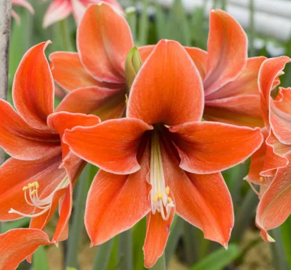 Amaryllis 'Terra Mystica', Hippeastrum 'Terra Mystica', Terra Mystica Amaryllis, Butterfly Amaryllis, Amarylis Bulbs, Hippeastrum Bulbs, Orange Flowers, Orange Amaryllis