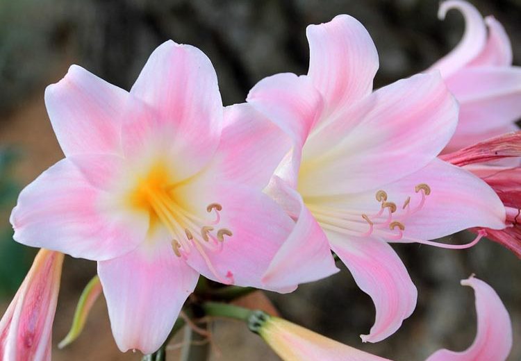 Amaryllis belladonna, Belladonna Lily, Jersey Lily, August Lily, Naked Lady, Naked Ladies, Amaryllis rosea, Brunsvigia rosea, Brunsvigia rosea 'Minor', Coburgia belladonna, lavender flowering bulb, lavender flowers, Fall flowers