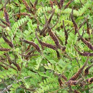 Amorpha Canescens, Leadplant, Leadplant Amorpha, Prairie Shoestring, Purple flowers, Drought tolerant shrub, Summer blooms, purple flowers, false indigo