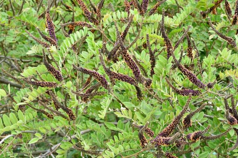 Amorpha Canescens, Leadplant, Leadplant Amorpha, Prairie Shoestring, Purple flowers, Drought tolerant shrub, Summer blooms, purple flowers, false indigo