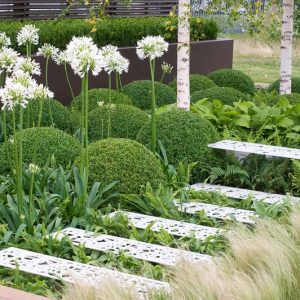 Garden Ideas, Border ideas, Perennial Planting, Perennial combination, Spring Borders, Summer Borders, Shade gardens,  Fern, Hosta, Betula utilis, Birch Tree, Himalayan Birch, Agapanthus, Lily of the Nile