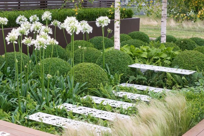 Garden Ideas, Border ideas, Perennial Planting, Perennial combination, Spring Borders, Summer Borders, Shade gardens,  Fern, Hosta, Betula utilis, Birch Tree, Himalayan Birch, Agapanthus, Lily of the Nile