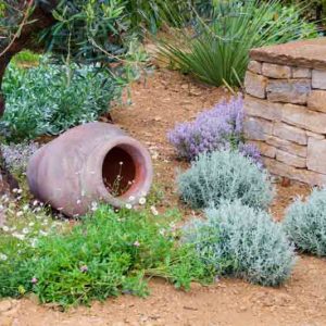 Garden Ideas, Landscaping ideas, Mediterranean Garden, Mediterranean Border Idea, Olive Tree, Erigeron, Santolina, Thymus, Dasylirion, Olea europaeus