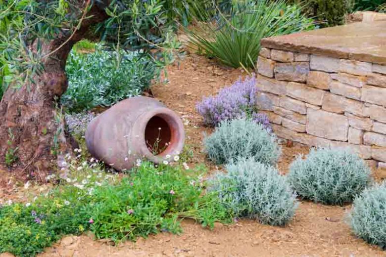Garden Ideas, Landscaping ideas, Mediterranean Garden, Mediterranean Border Idea, Olive Tree, Erigeron, Santolina, Thymus, Dasylirion, Olea europaeus