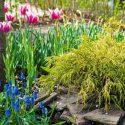 Spring Combination Ideas, Bulb Combinations, Plant Combinations, Flowerbeds Ideas, Spring Borders, Chamaecyparis pisifera, Sawara cypress, Tulip Ballade, muscari armeniacum, grape Hyacinth