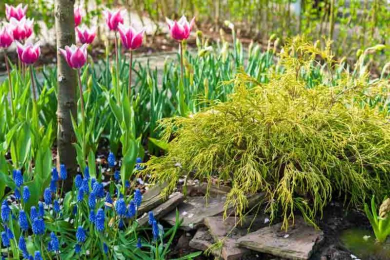 Spring Combination Ideas, Bulb Combinations, Plant Combinations, Flowerbeds Ideas, Spring Borders, Chamaecyparis pisifera, Sawara cypress, Tulip Ballade, muscari armeniacum, grape Hyacinth