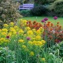 Spring Combination Ideas, Bulb Combinations, Plant Combinations, Flowerbeds Ideas, Spring Borders, Summer Borders, Euphorbia Palustris, Euphorbia Griffithii, Allium, Purple sensation, Euphorbia Fern Cottage,