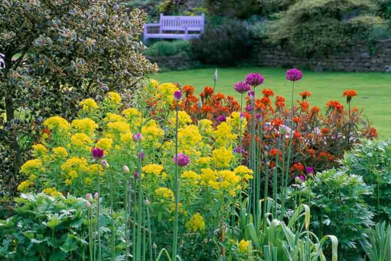 Spring Combination Ideas, Bulb Combinations, Plant Combinations, Flowerbeds Ideas, Spring Borders, Summer Borders, Euphorbia Palustris, Euphorbia Griffithii, Allium, Purple sensation, Euphorbia Fern Cottage,
