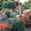 Garden ideas, Mediterranean plants, Water wise garden, Low maintenance garden, Gardens by Gabriel,Aloe plicatilis, Leucospermum ‘Scarlet Ribbon’, Kalanchoe luciae, Yucca ‘Bright star, Agave potatorum, Aloe striata
