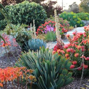 Garden ideas, Mediterranean plants, Water wise garden, Low maintenance garden, Gardens by Gabriel,Aloe plicatilis, Leucospermum ‘Scarlet Ribbon’, Kalanchoe luciae, Yucca ‘Bright star, Agave potatorum, Aloe striata