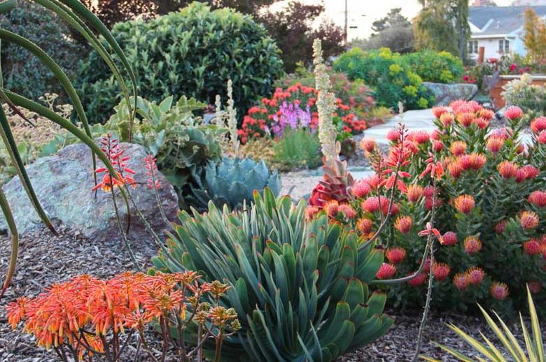 Garden ideas, Mediterranean plants, Water wise garden, Low maintenance garden, Gardens by Gabriel,Aloe plicatilis, Leucospermum ‘Scarlet Ribbon’, Kalanchoe luciae, Yucca ‘Bright star, Agave potatorum, Aloe striata
