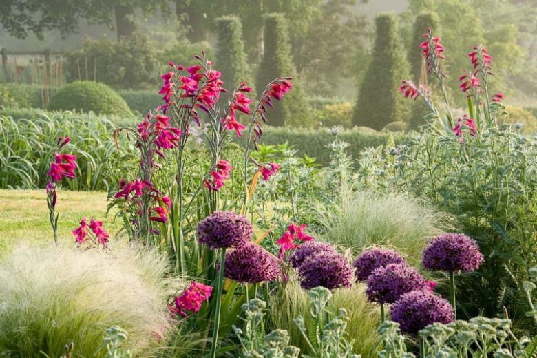 Plant Combinations, Flowerbeds Ideas, Spring Borders, Summer Borders, Allium , Stipa tenuissima, Gladiolus communis, Eryngium bourgatii, Sword-lilies
