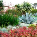 Garden Ideas, Landscaping Ideas, drought tolerant plant, succulent garden, agave americana, senecio, Debora Carl, Dragon tree, dracaena, festuca glauca, blue fescue, euphorbia, tropical garden, Mediterranean garden