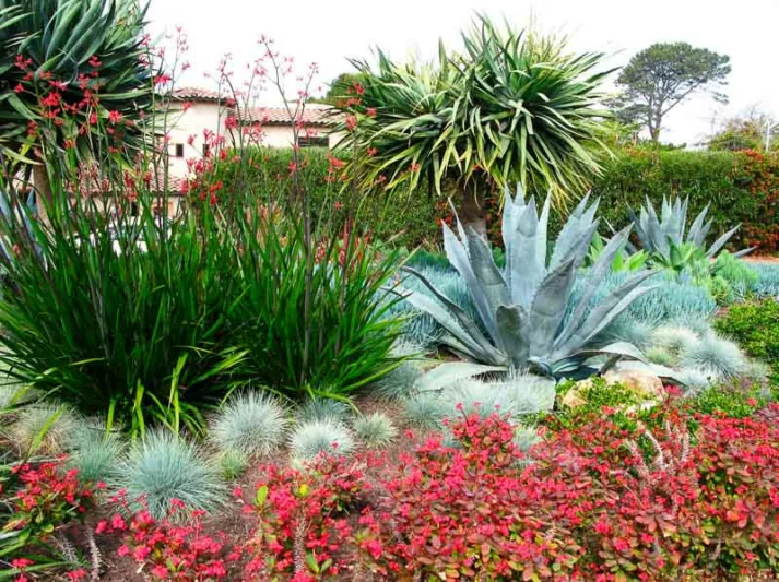 Garden Ideas, Landscaping Ideas, drought tolerant plant, succulent garden, agave americana, senecio, Debora Carl, Dragon tree, dracaena, festuca glauca, blue fescue, euphorbia, tropical garden, Mediterranean garden